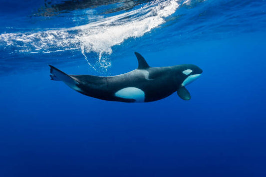 Leinwand Poster, Bilder Underwater view of a female orca, by wildestanimal, 90 × 60 cm