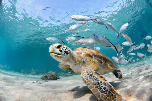 Leinwand Poster, Bilder Turtle closeup with school of fish, LFPuntel, 90 × 60 cm