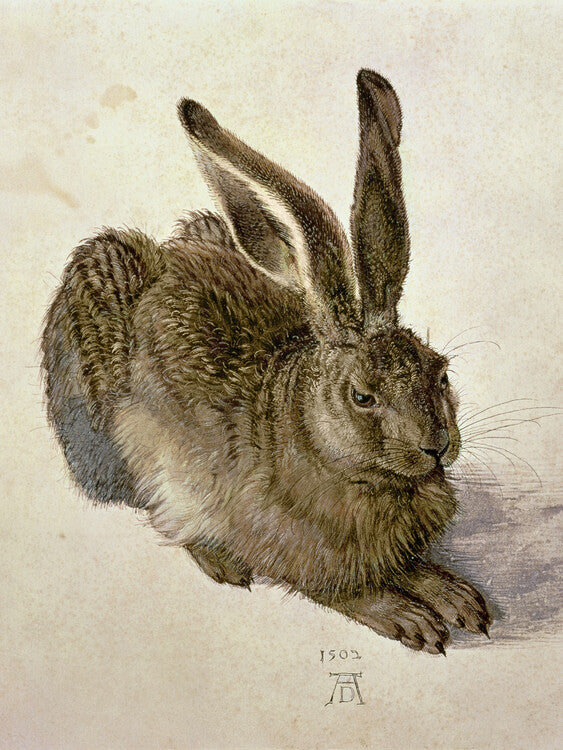 Hare (1502), Albrecht Dürer Poster, Plakat, 30 × 40 cm