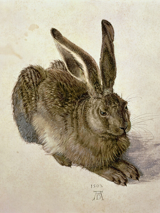 Hare (1502), Albrecht Dürer Poster, Plakat, 30 × 40 cm