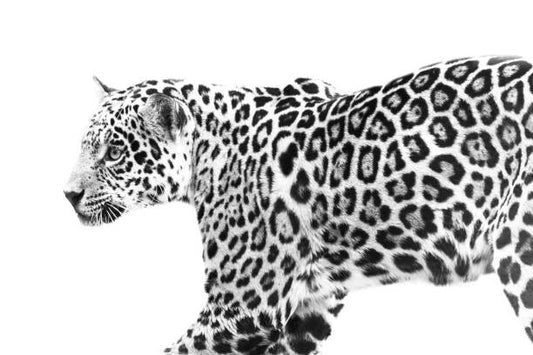 Leinwand Poster, Bilder jaguar, Eric Schaeffer, 90 × 60 cm