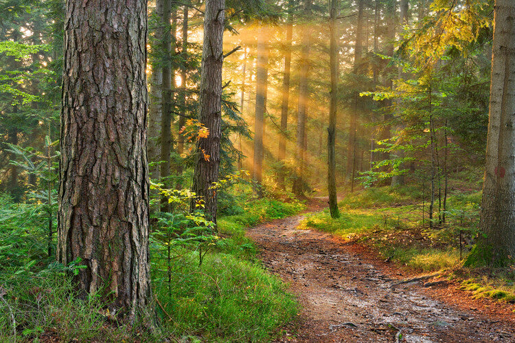 Leinwand Poster, Bilder Sunny forest, 90 × 60 cm