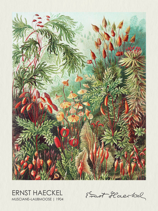 Muscinae–Laubmoose (1904), Ernst Haeckel Poster, Plakat, 30 × 40 cm