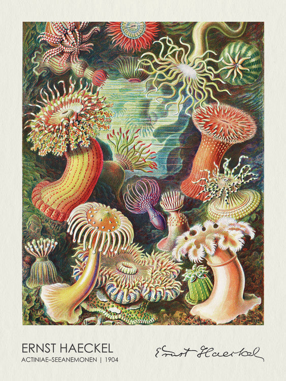 Actiniae–Seeanemonen (1904), Ernst Haeckel Poster, Plakat, 30 × 40 cm