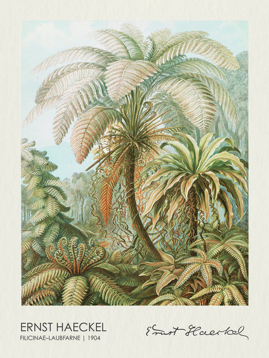 Filicinae–Laubfarne (1904), Ernst Haeckel Poster, Plakat, 30 × 40 cm