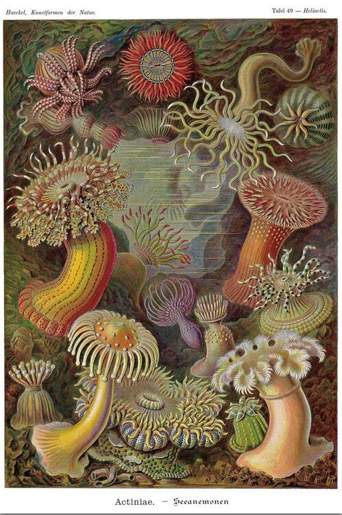 Ernst Haeckel - Seeanemonen Poster, Plakat, 61 × 91.5 cm