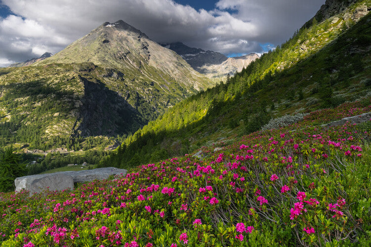 Leinwand Poster, Bilder Summer in Swiss Alps, 90 × 60 cm