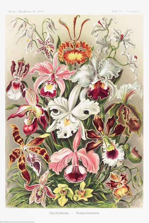 Orchideen, Ernst Haeckel Poster, Plakat, 61 × 91.5 cm