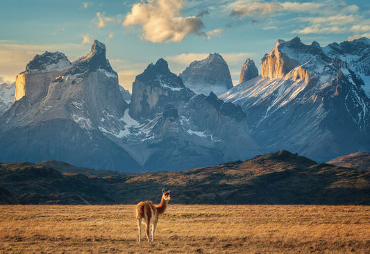 Leinwand Poster, Bilder Guanaco, Antoni Figueras, 100 × 70 cm