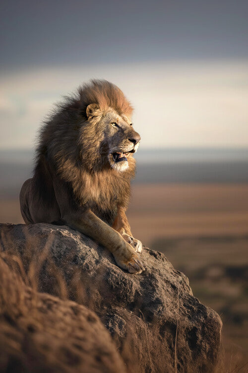 Leinwand Poster, Bilder Mountain Lion, Marcel Egger, 60 × 90 cm