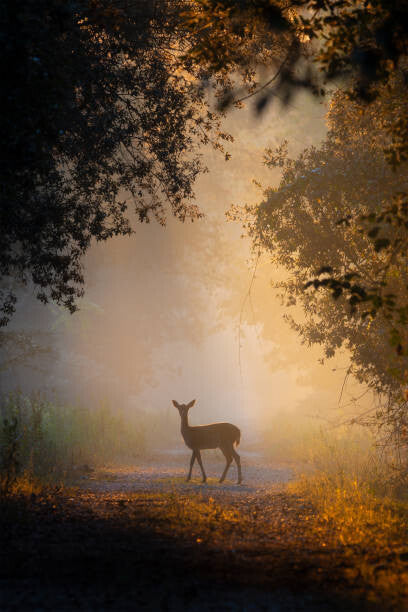 Leinwand Poster, Bilder See the lights,Side view of fallow, PAOLO STOPPANI / 500px, 50 × 75 cm