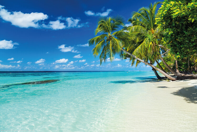 Exotic Vacation - Palm Poster, Plakat, 91.5 × 61 cm