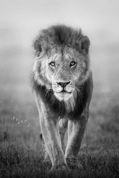 Leinwand Poster, Bilder Face to Face with Male Lion, Vicki Jauron, Babylon and Beyond Photography, 60 × 90 cm