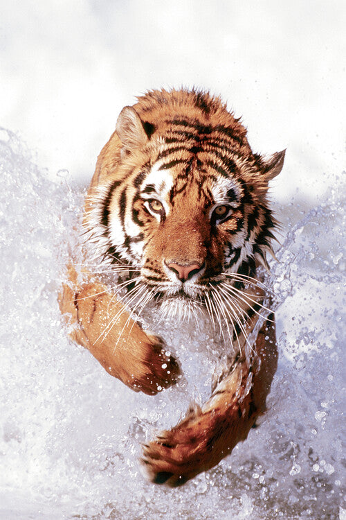 Tiger Running Through Water Poster, Plakat, 61 × 91.5 cm