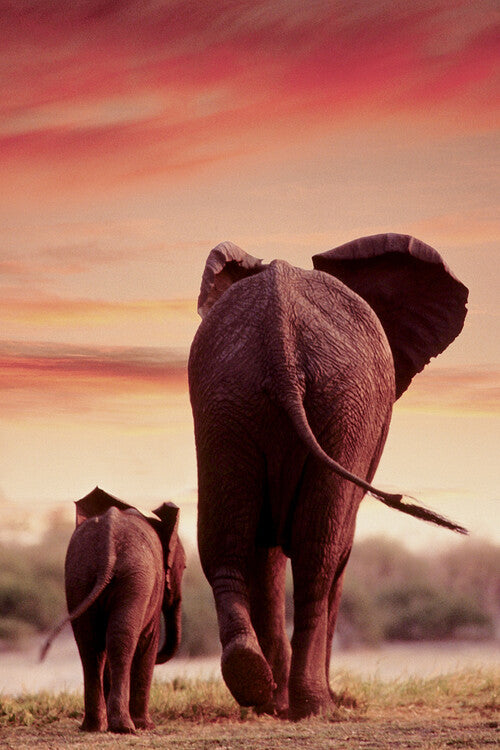 Elephant Walking with Calf Poster, Plakat, 61 × 91.5 cm