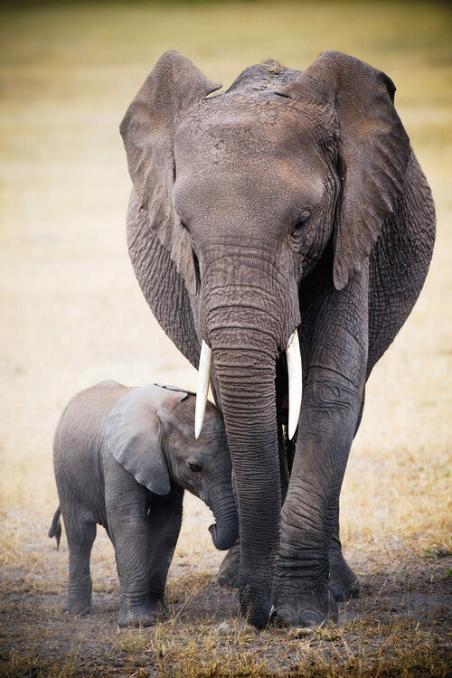 Elephant and baby Poster, Plakat, 61 × 91.5 cm