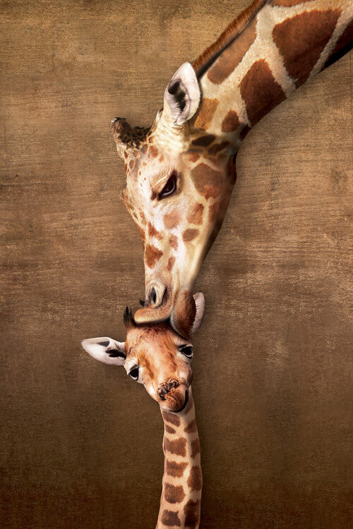 Giraffe Mother's Kiss Poster, Plakat, 61 × 91.5 cm