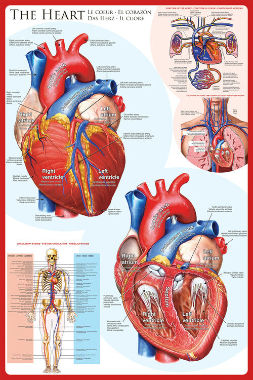 Herz - Anatomie Poster, Plakat, 61 × 91.5 cm