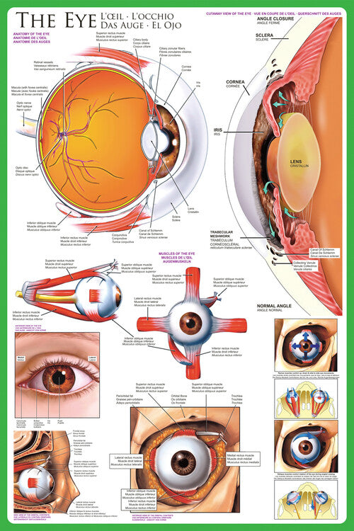 Das Auge - Anatomie Poster, Plakat, 61 × 91.5 cm