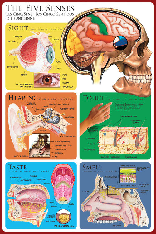 Die fünf Sinne - menschliche Wahrnehmung Poster, Plakat, 61 × 91.5 cm