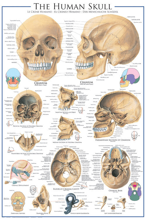 Schädel - Anatomie Poster, Plakat, 61 × 91.5 cm