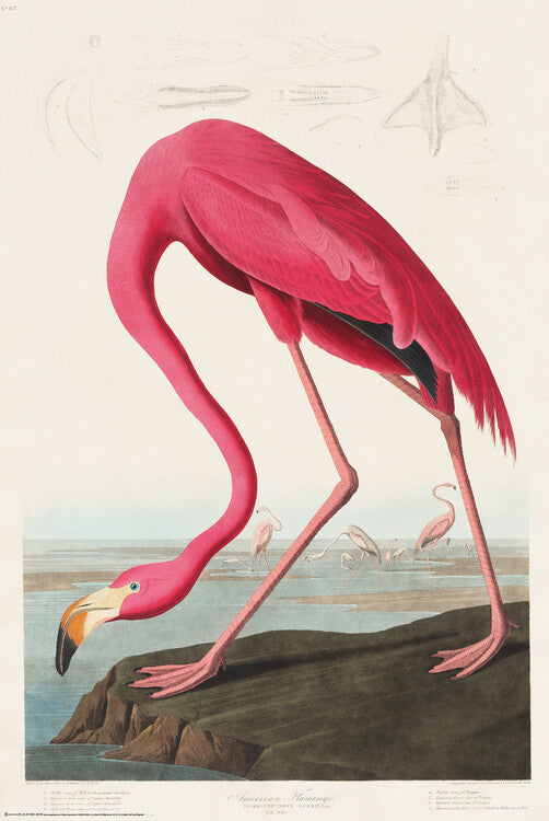 American Flamingo, John James Audubon Poster, Plakat, 61 × 91.5 cm