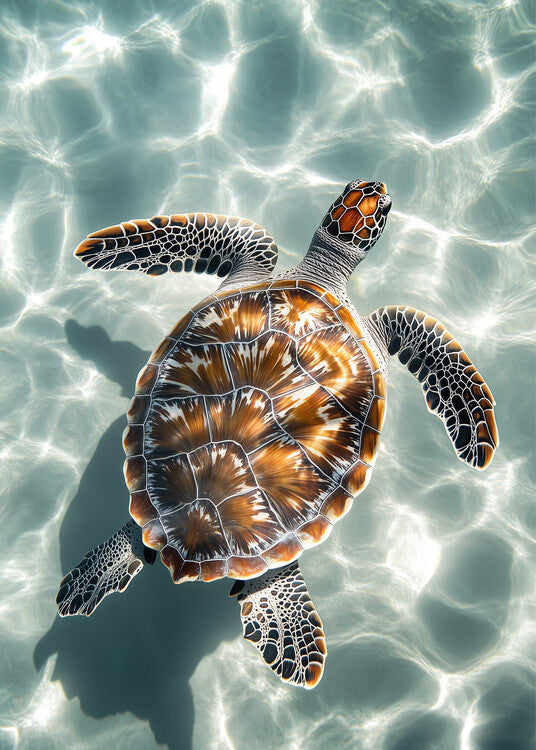 Leinwand Poster, Bilder Sea turtle gracefully gliding in clear turquoise waters, 65 × 90 cm