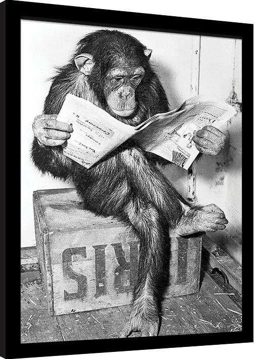 Ada Ingram - Chimp News Gerahmte Poster, Bilder, 34.3 x 44.5 cm