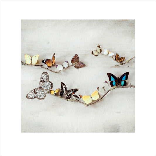 Kunstdruck Ian Winstanley - Array of Butterflies, 40 × 40 cm