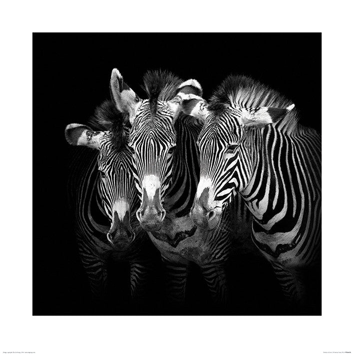 Kunstdruck Marina Cano - Shades of Grevy, 60 × 60 cm