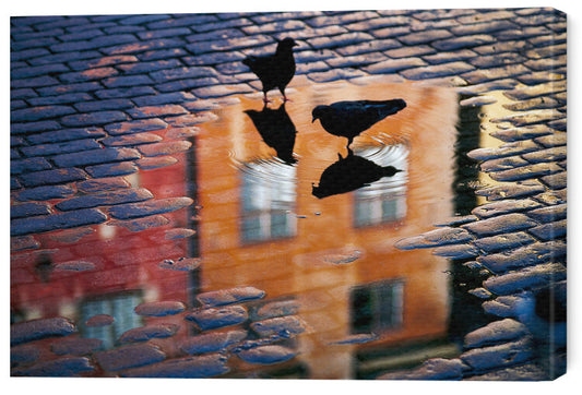 Leinwand Poster, Bilder Pigeons, Allan	Wallberg, 60 × 40 cm