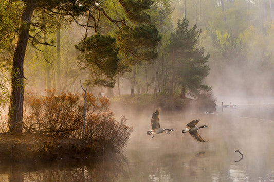 Leinwand Poster, Bilder Goose fight, Anton van Dongen, 90 × 60 cm