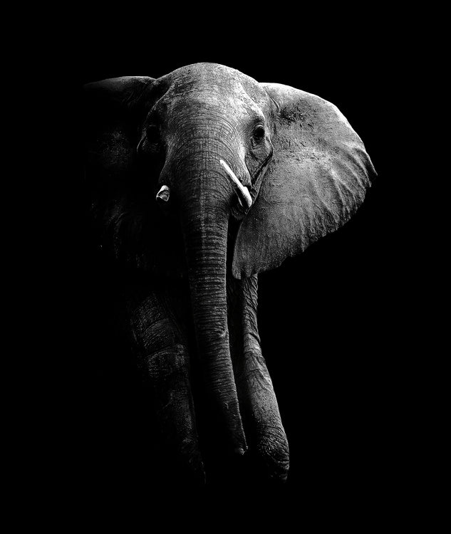 Leinwand Poster, Bilder Elephant!, WildPhotoArt, 60 × 70 cm