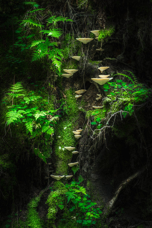 Leinwand Poster, Bilder Mushroom Wall, Petri	Damstén, 60 × 90 cm