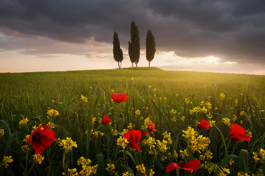 Leinwand Poster, Bilder Blooming Tuscany, Daniel	Řeřicha, 90 × 60 cm