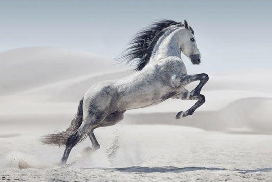 Pferd - Andaluz Poster, Plakat, 91.5 × 61 cm