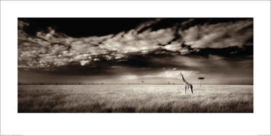 Kunstdruck Ian Cumming  - Masai Mara Giraffe, 100 × 50 cm