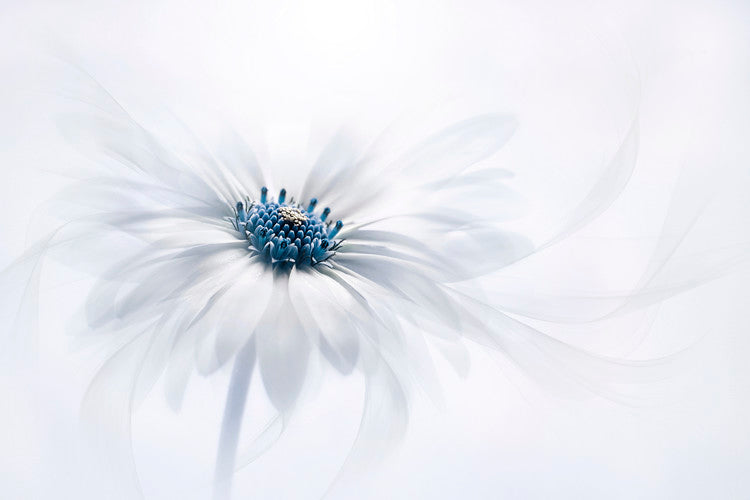 Leinwand Poster, Bilder Serenity, Jacky	Parker, 90 × 60 cm