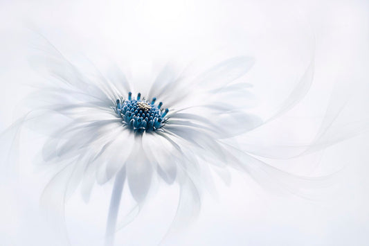 Leinwand Poster, Bilder Serenity, Jacky	Parker, 90 × 60 cm
