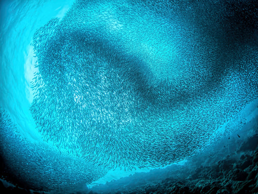 Leinwand Poster, Bilder Schooling sardines, Henry Jager, 80 × 60 cm