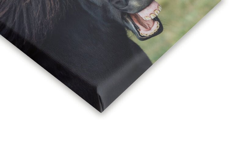 Leinwand Poster, Bilder Wild Smile, Nir Amos, 60 × 40 cm