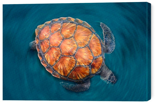Leinwand Poster, Bilder Spin Turtle, Sergi Garcia, 60 × 40 cm