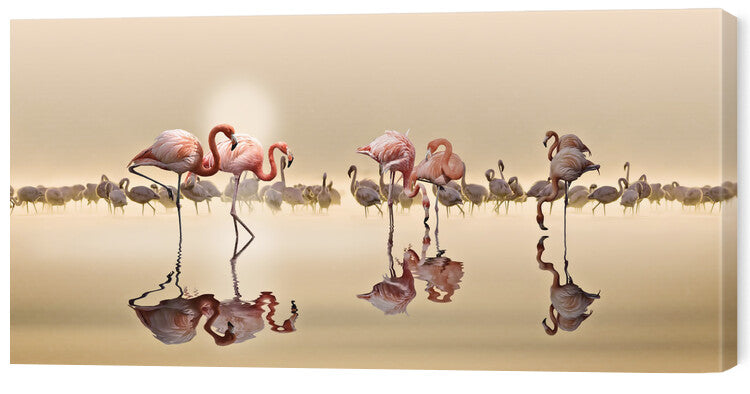 Leinwand Poster, Bilder Flamingos Ii, NASSER OSMAN, 60 × 30 cm