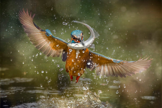Leinwand Poster, Bilder Kingfisher, Alberto Ghizzi Panizza, 90 × 60 cm