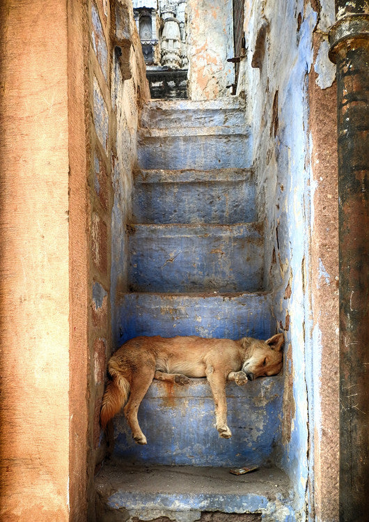 Leinwand Poster, Bilder Nap time, Roxana Labagnara, 50 × 70 cm