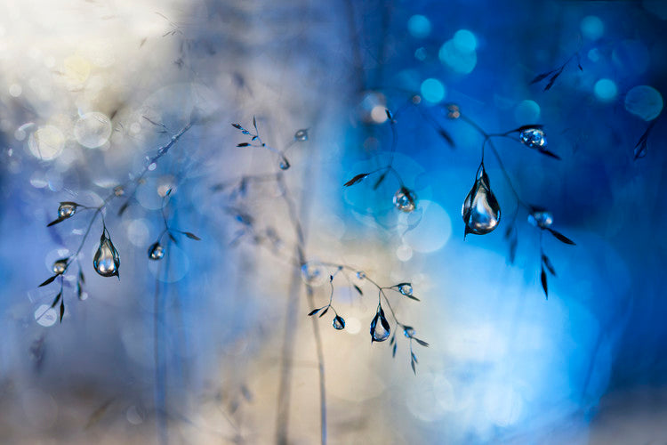 Leinwand Poster, Bilder Blue rain, Heidi Westum, 90 × 60 cm