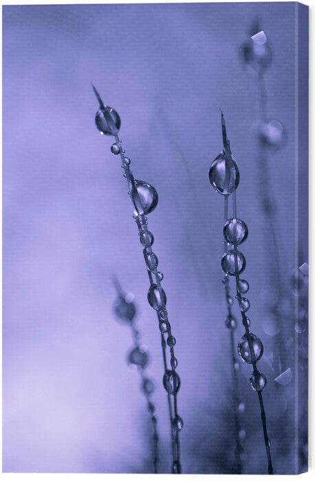 Leinwand Poster, Bilder Drops of Silver, Bee Thalin, 40 × 60 cm
