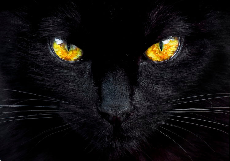 Leinwand Poster, Bilder The hypnotist of the night, Ferdinando valverde, 90 × 65 cm