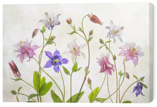 Leinwand Poster, Bilder Columbine, Mandy Disher, 60 × 40 cm