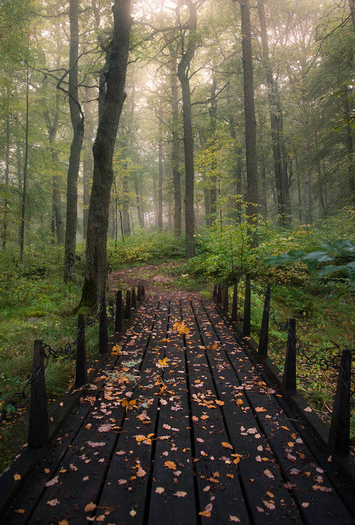 Leinwand Poster, Bilder Misty morning, Christian Lindsten, 40 × 60 cm